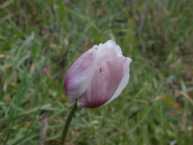 Anemone coronaria /  Anemone dei fiorai